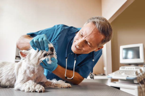 Best Emergency Root Canal Treatment in Hurley, NM